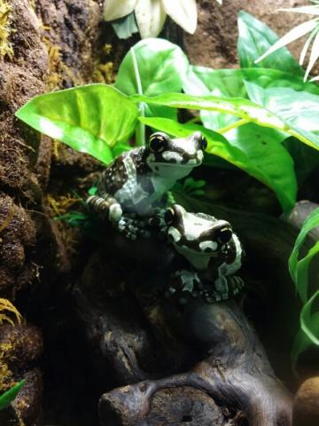 Trachycephalus resinifictrix